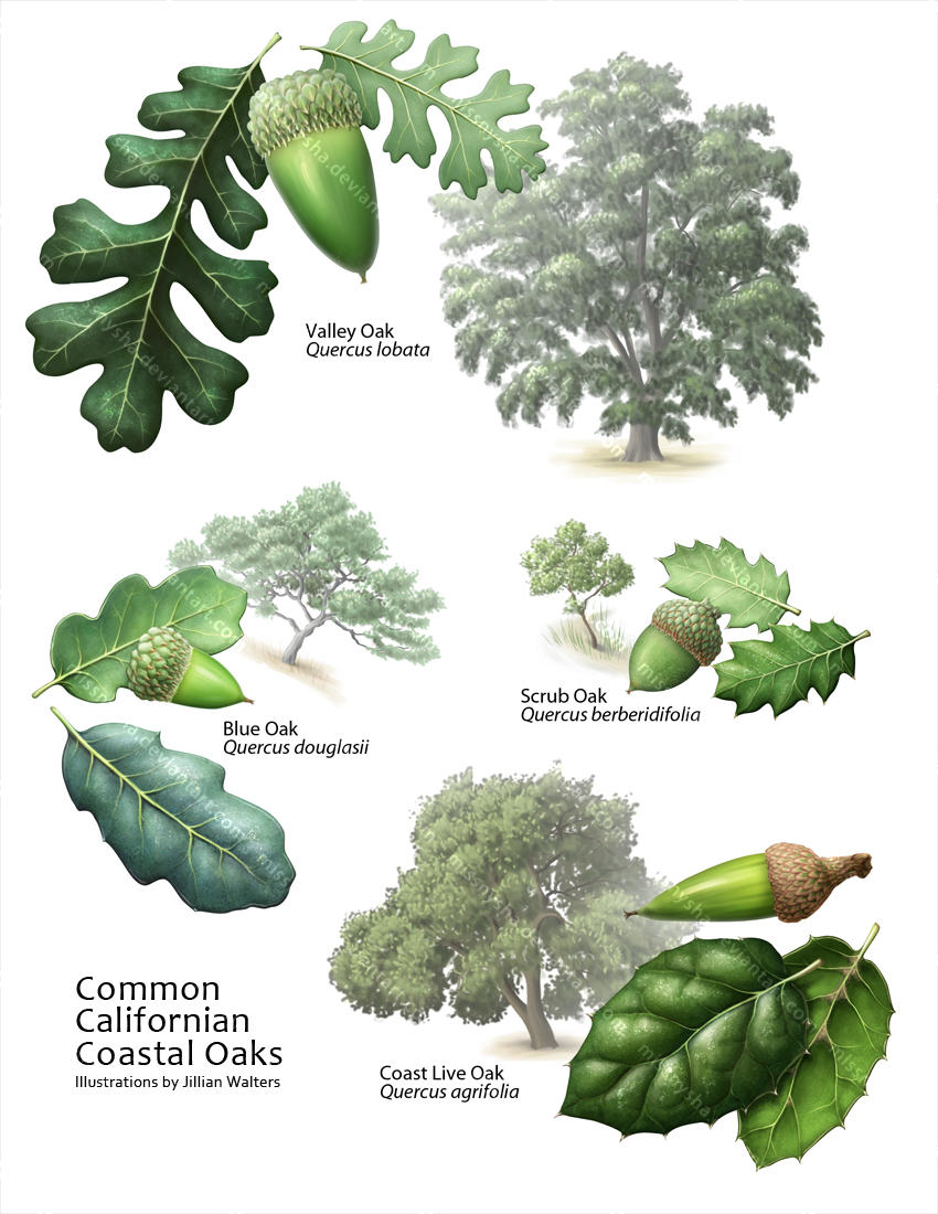 Common Coastal Oaks by MissNysha