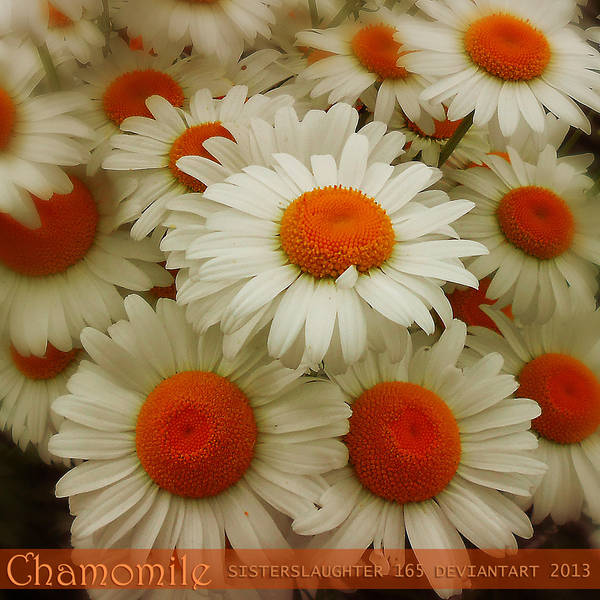 Chamomile by Sisterslaughter165