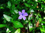 Lone Blossom by II-FallenAngel-II