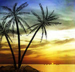 Coconut Tree Madness 2 by Memento-Mori-San