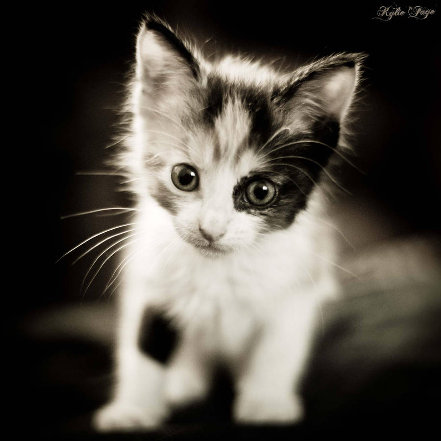 Escume me? by KylieFaye