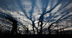 The Dark Ink Forest by borda