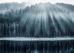 Morning Glory II by borda