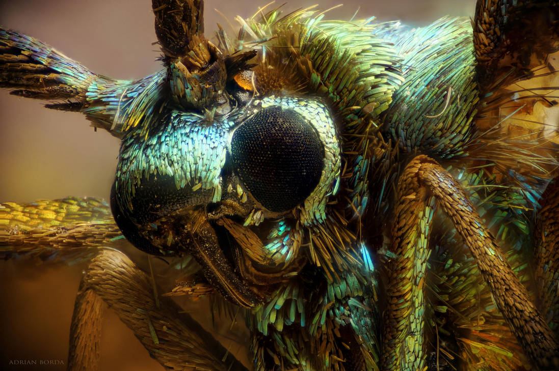Jordanita globulariae moth by borda