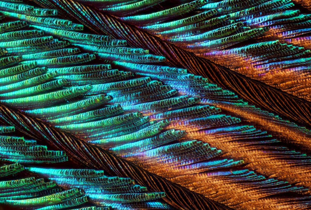 Peacock Feather under microscope by borda on DeviantArt