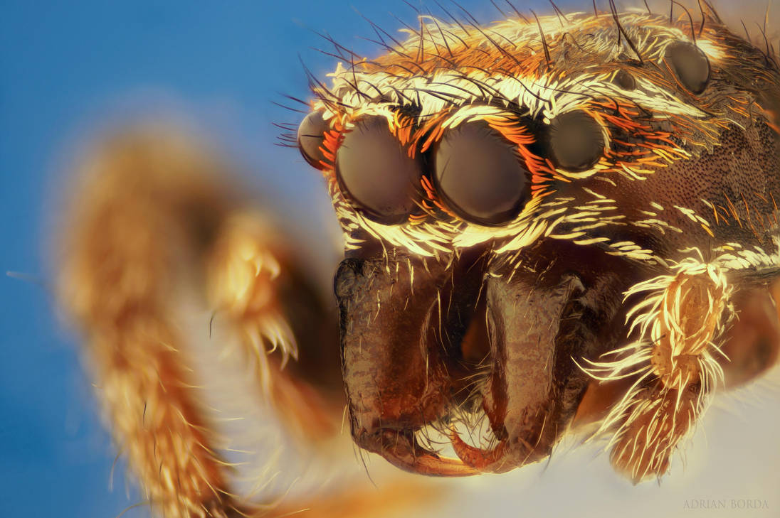 Italian Gigolo by borda on DeviantArt