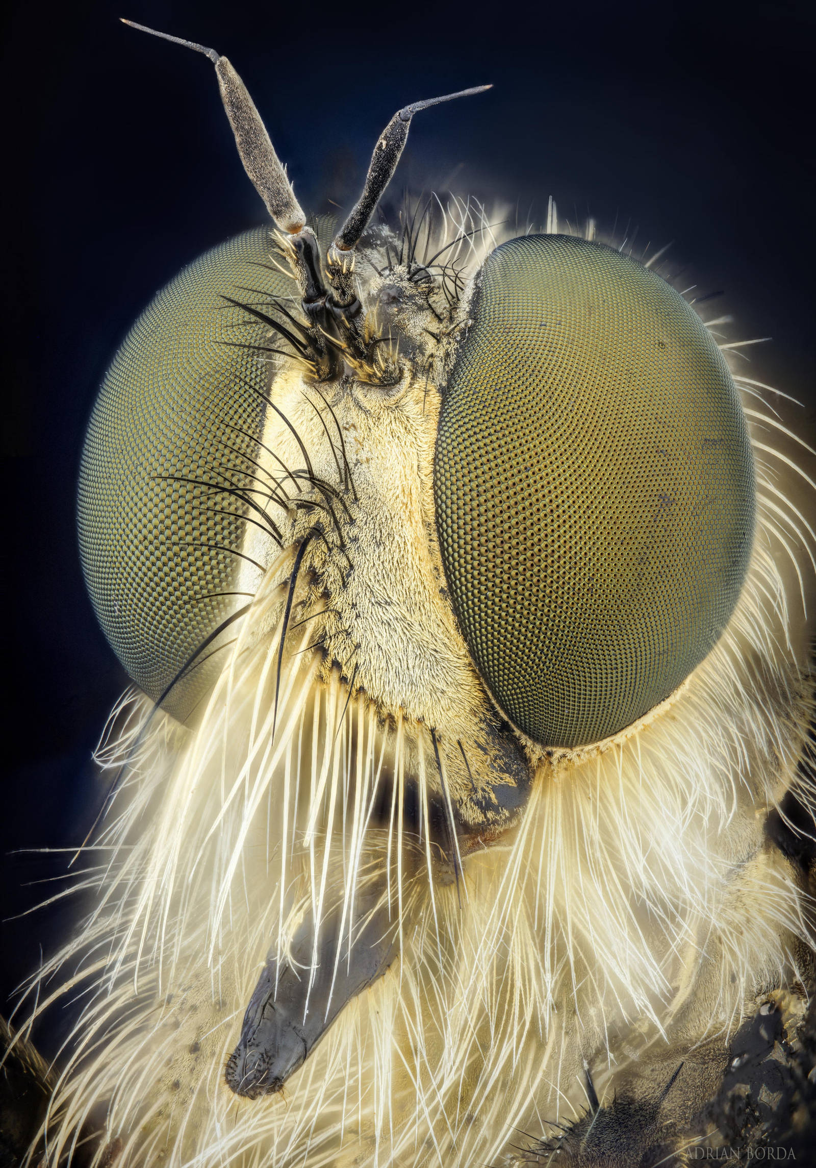 Robber Fly Portrait by borda