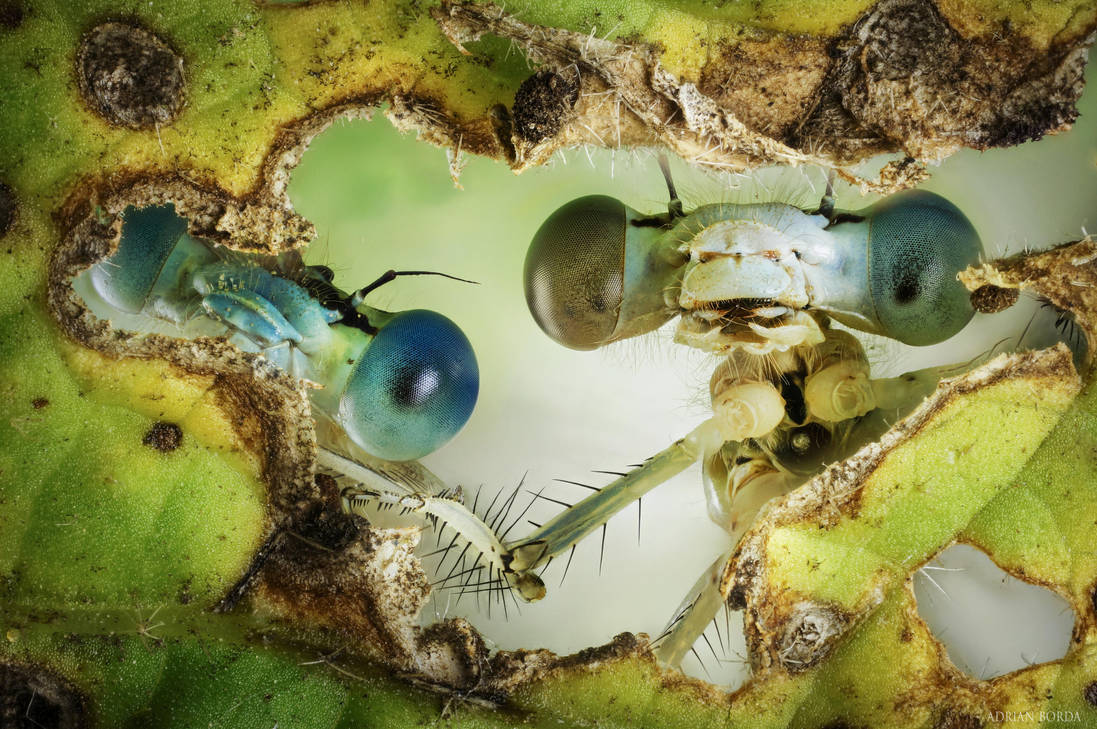 We spy with our tiny eyes by borda
