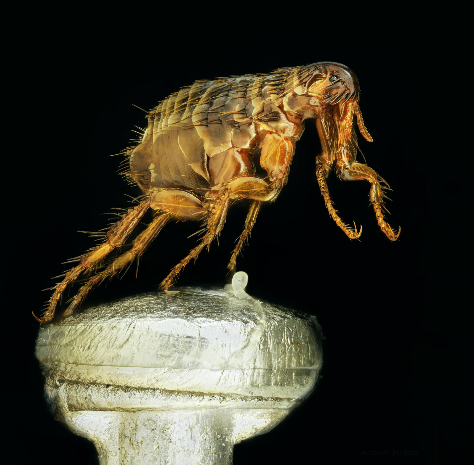 Mankind's oldest companion - Flea on a pin by borda