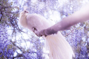 The White Peacock II by borda