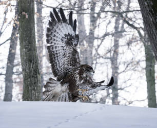 Hunting high and low by borda