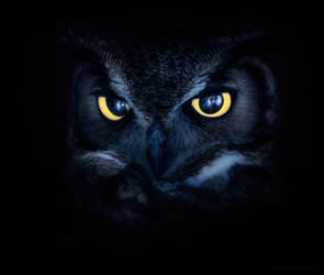 Haunting Kitty Eyes II by borda