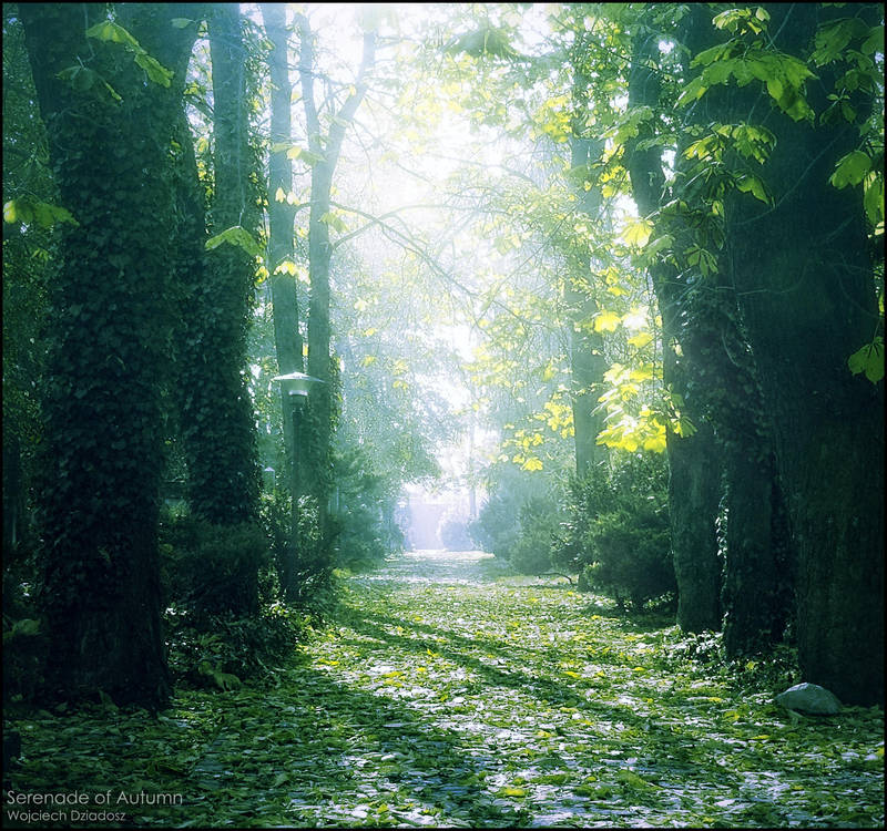 Serenade of Autumn by WojciechDziadosz