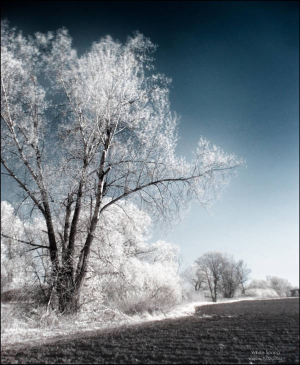 White spring by WojciechDziadosz