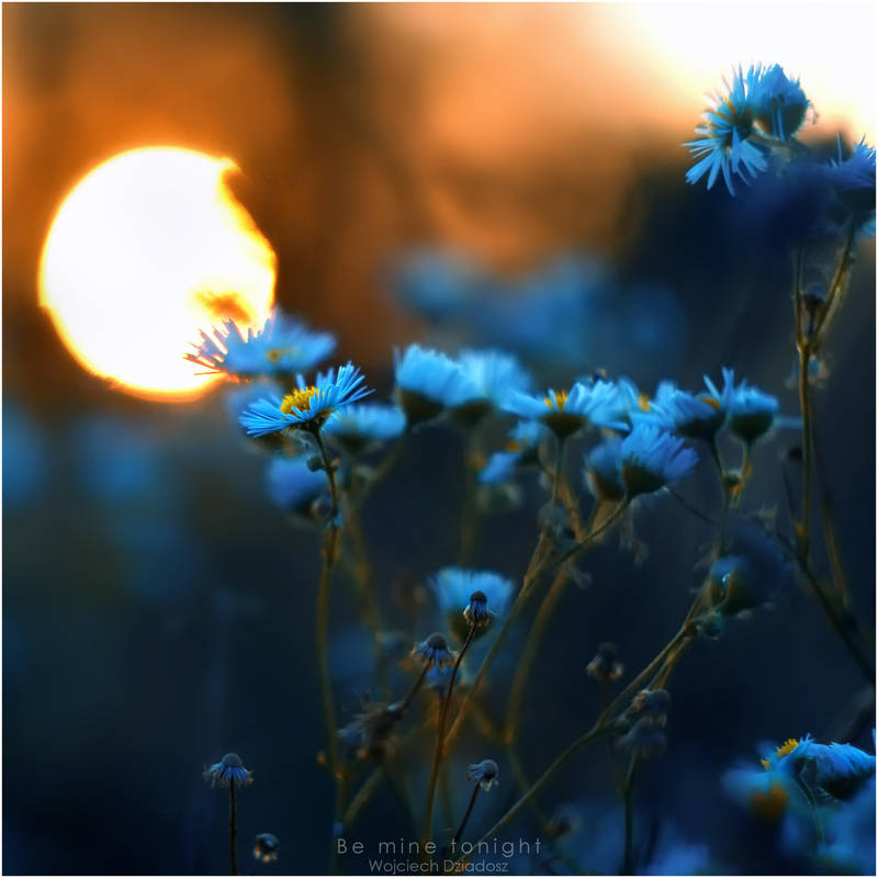 Be mine tonight by WojciechDziadosz