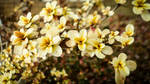 Like the Sun by sollienevina