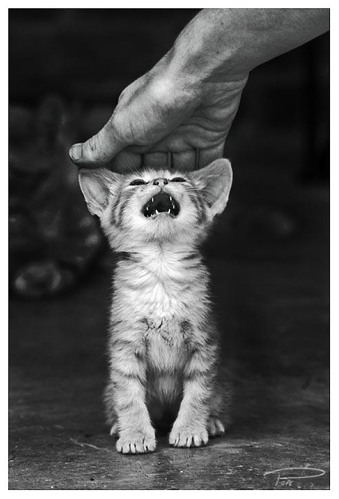 Cranky Kitty by Photo-Cap