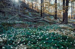 Botanical Garden by Laerian