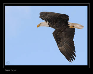 In Flight by Pauken1