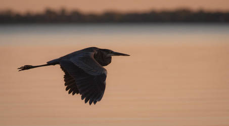 Flight at Dusk by Pauken1