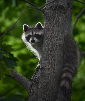 The Glance by Pauken1