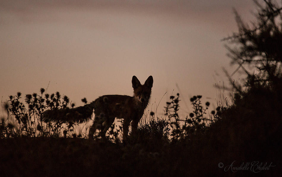 Foxy by Annabelle-Chabert Foxy by Annabelle-Chabert