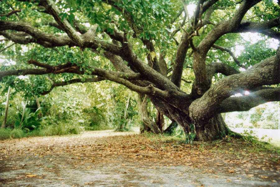Fairy Tree by Dontheunsane