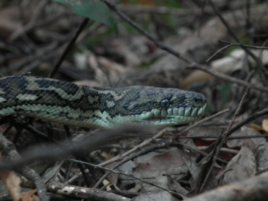 The Python's Head by Dontheunsane on DeviantArt