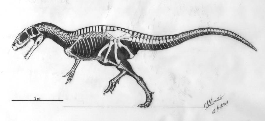 fukuiraptor by maiorz