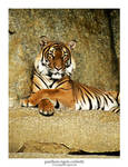 Panthera Tigris Corbetti by Pegasus-Express