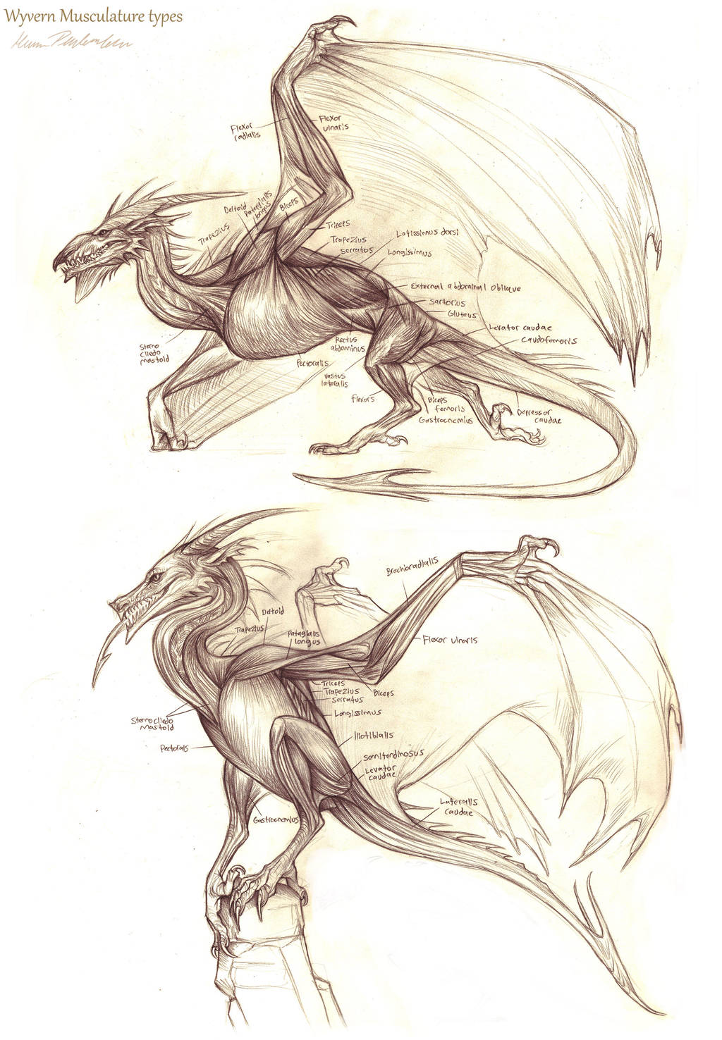 Wyvern Musculature by KatePfeilschiefter