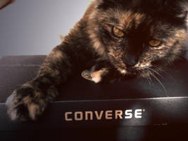 Converse-Cat by Purple-Polly