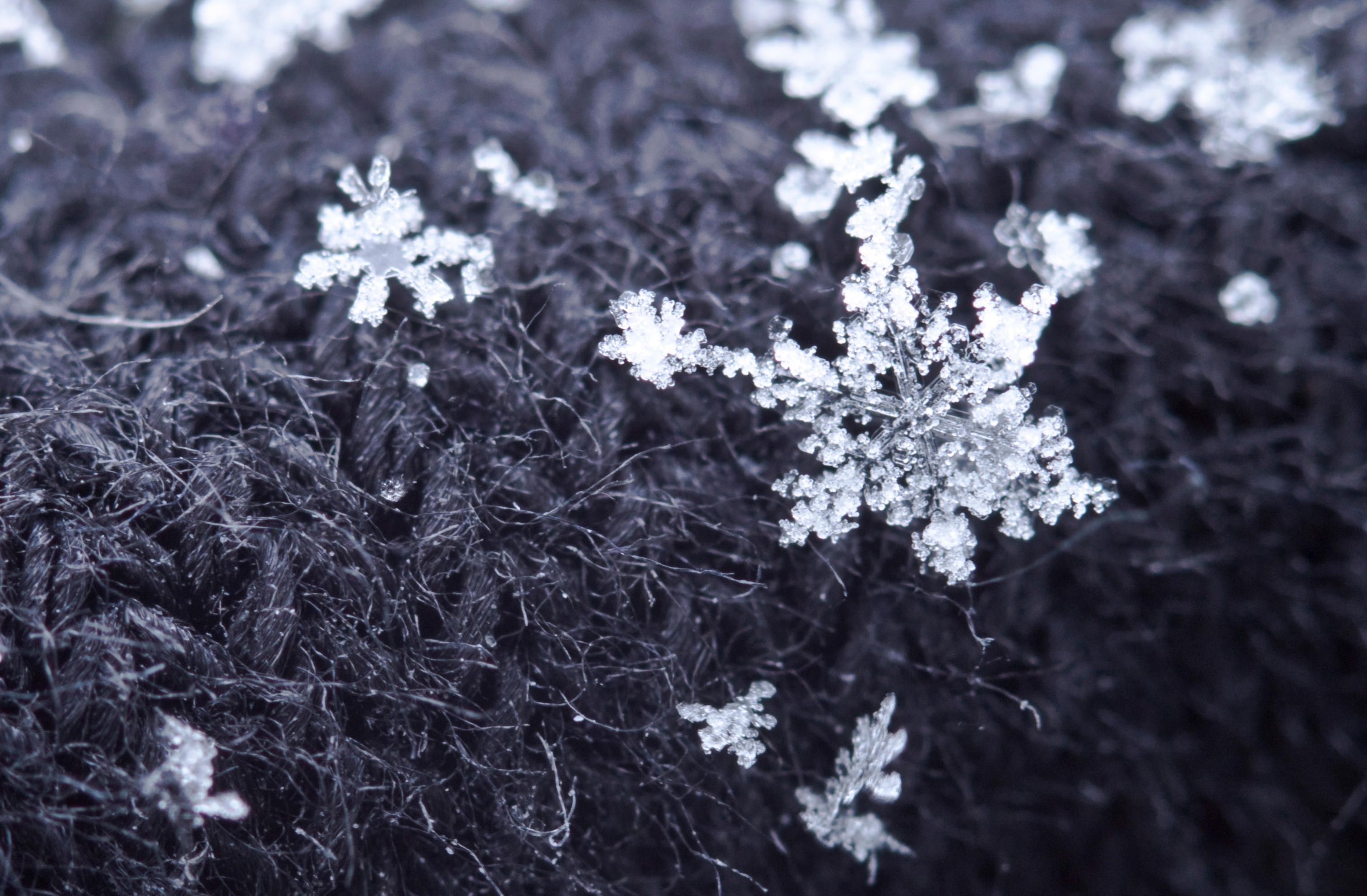 Snow flake by Bozack