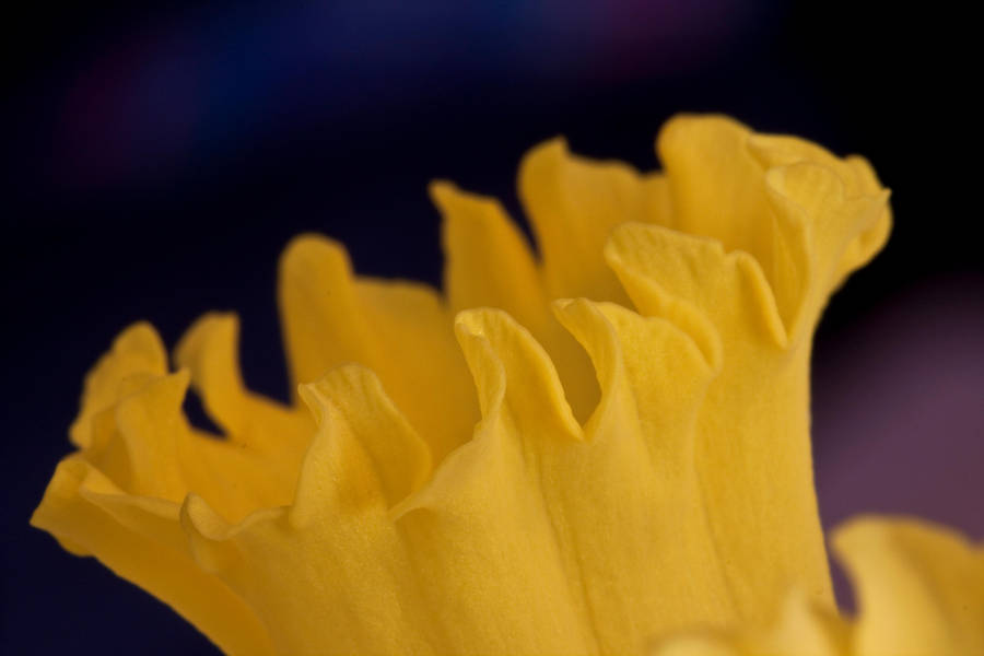 Daffodil series III by Bozack