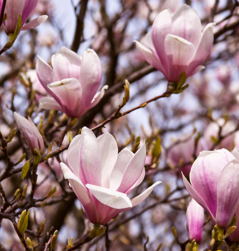 Magnolia series IV by Bozack