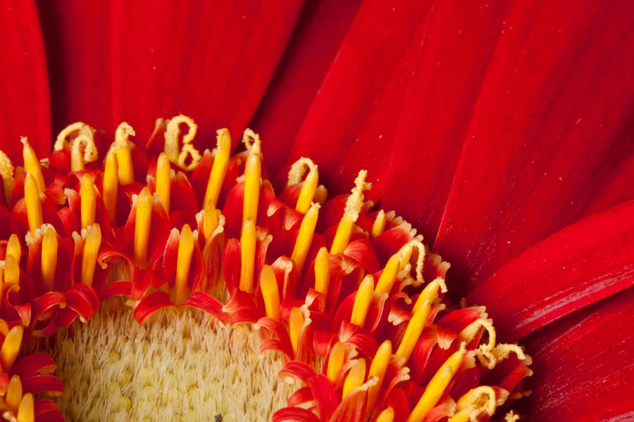 Red petals V by Bozack