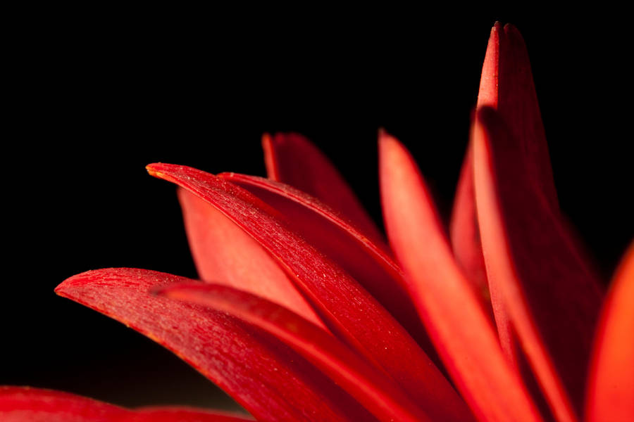 Red petals VIII by Bozack