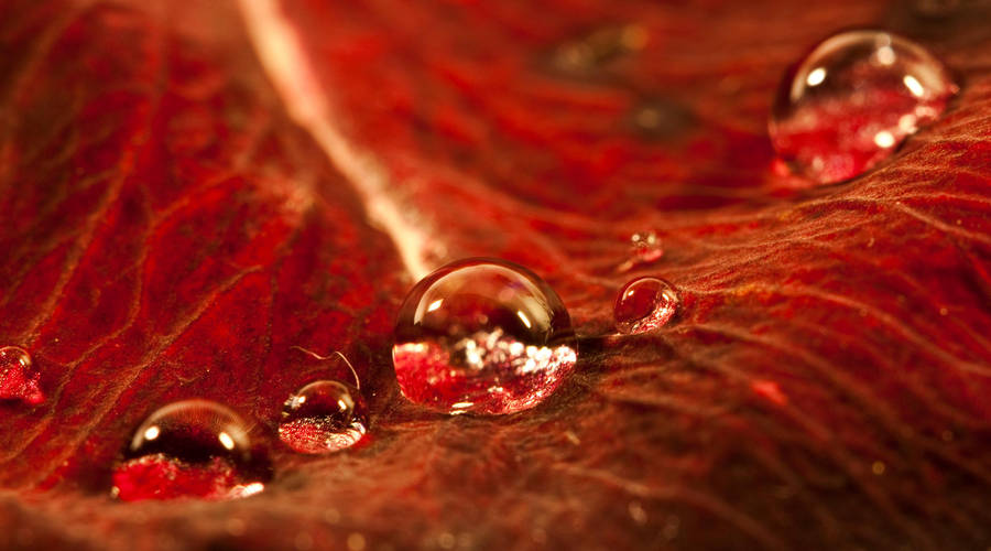 Rose pearls II by Bozack