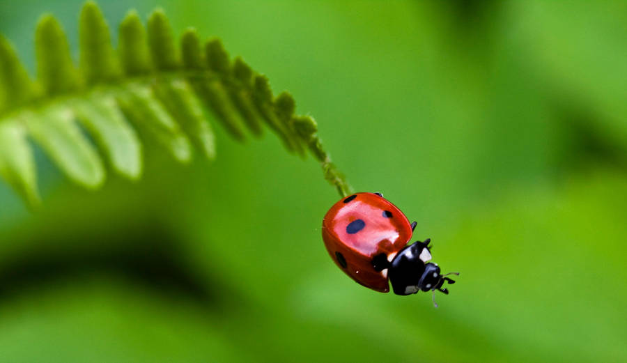 Ladybug II by Bozack