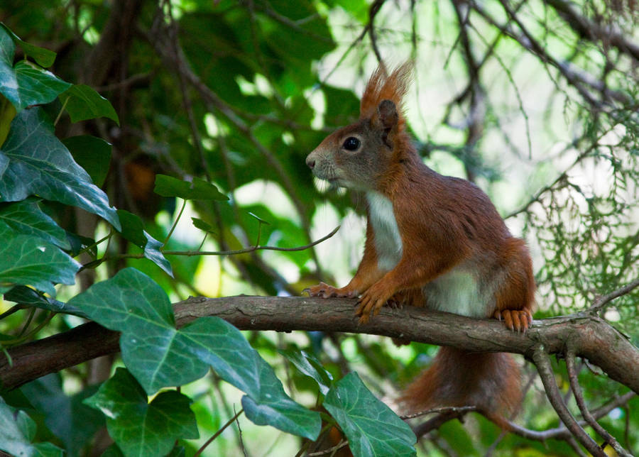 Red squirrel V by Bozack