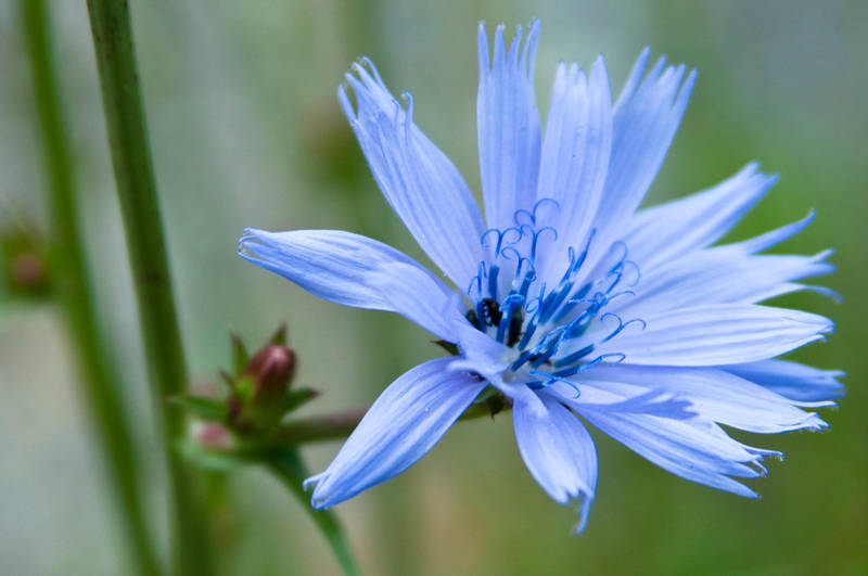 Velvet blue by Bozack