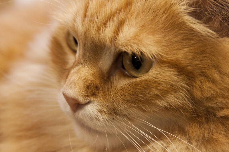 Feline life I by Bozack