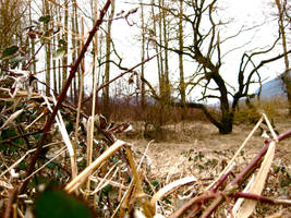 Thorns Circle Around the Dead by november-flower