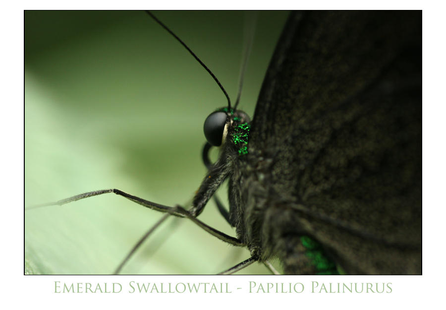 Schmetterling XVIII by hepiladron