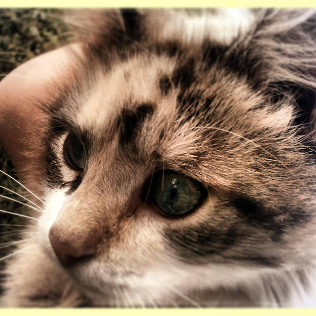 ma kitty~ by cutie-xo on DeviantArt