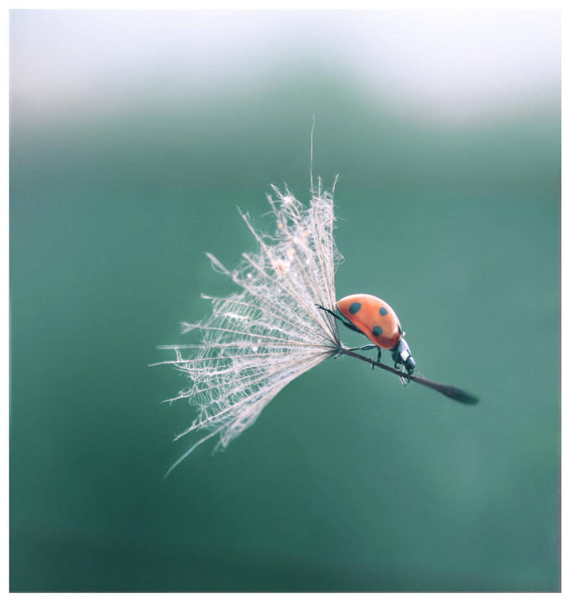 Impossible is nothing. by Lentilcia