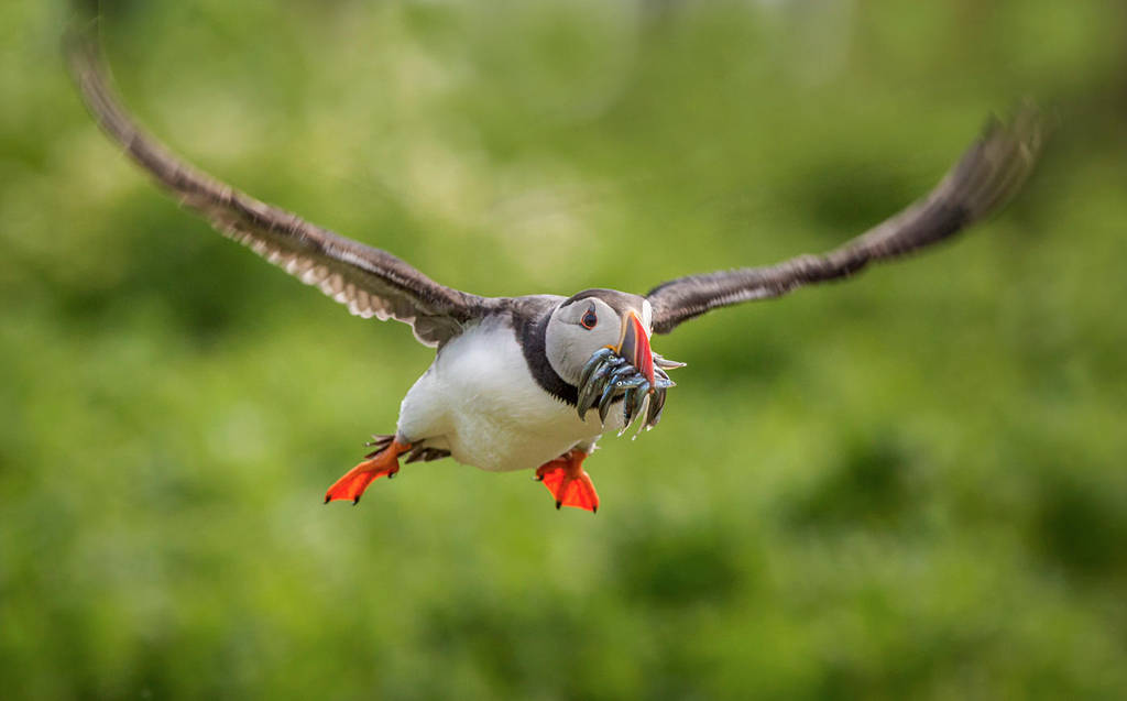 Puffin by ollie2008 Puffin by ollie2008