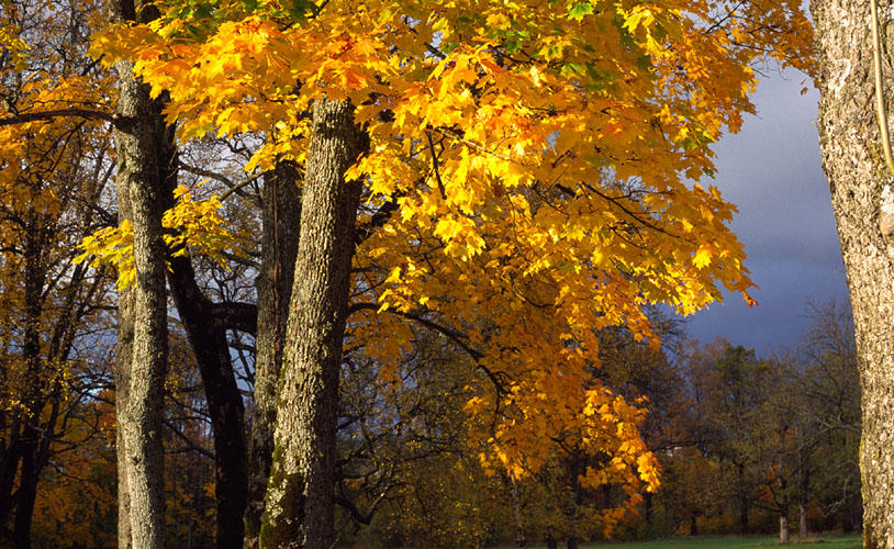 Autumn Leaves by captsolo