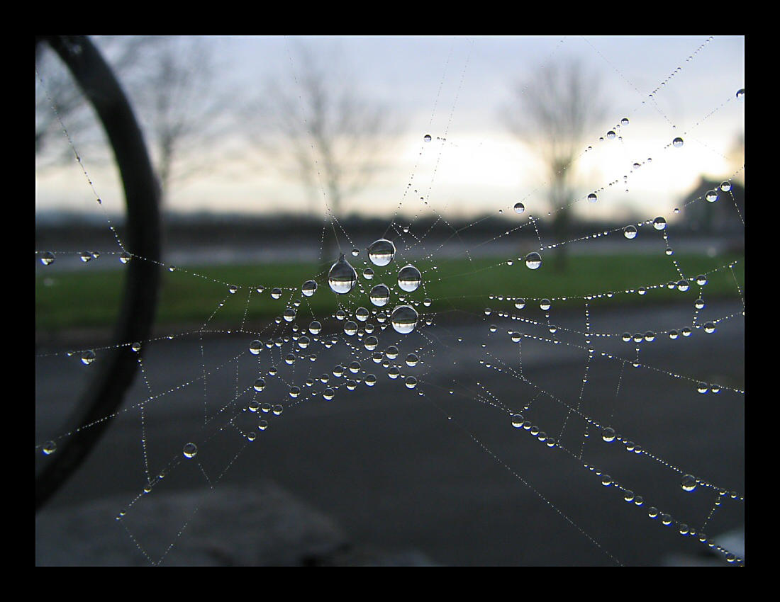 Reflection in The Web by captsolo