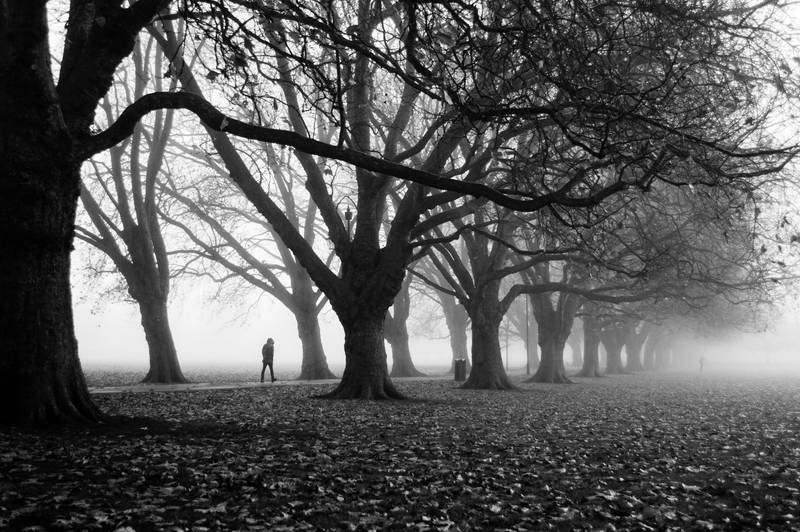 Foggy Path II (BW) by torobala